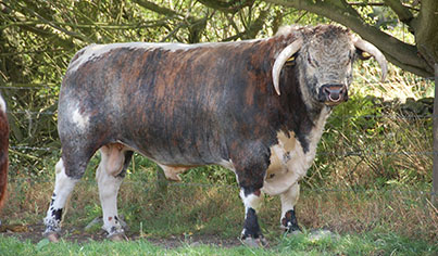 Blackbrook Longhorns Rochester Blackbrook Longhorns Rochester