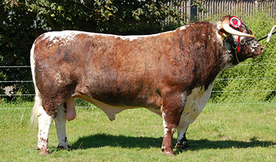 Blackbrook Longhorns Sabre Blackbrook Longhorns Sabre