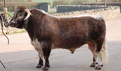 Blackbrook Longhorns Touchstone Blackbrook Longhorns Touchstone