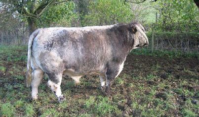 Blackbrook Longhorns Tudor Blackbrook Longhorns Tudor